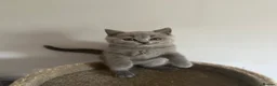 British Shorthair cats for sale: Pedigree British Blue Female Available next week   - Advert 7