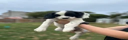 English Springer Spaniel dogs for sale: READY FOR THEIR NEW HOMES!! KC registered - Advert 9