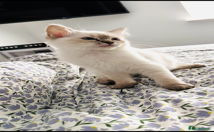 Ragdoll cats - Advert 2