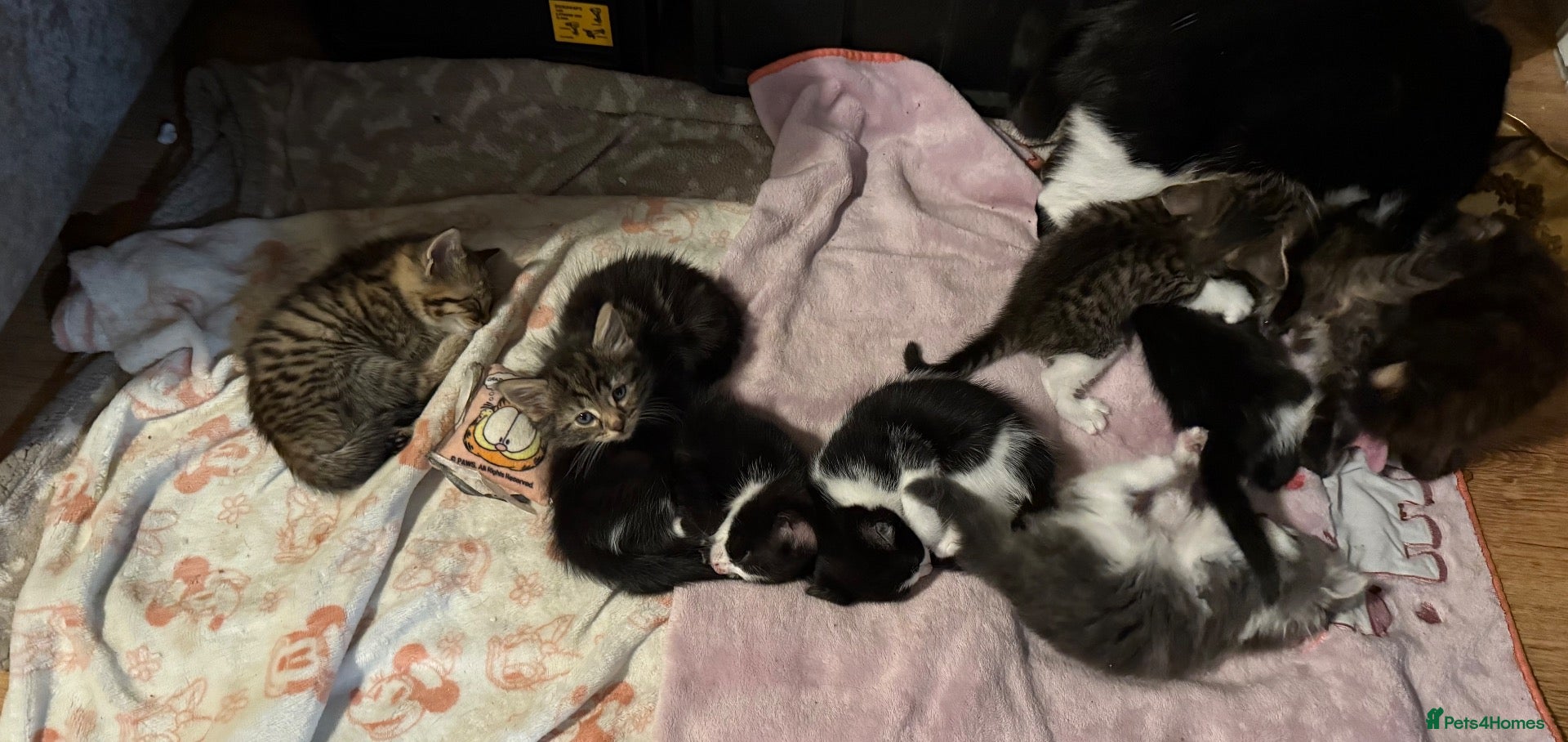 Mixed Breed cats Beautiful kittens ready for forever home - Advert 2