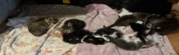Mixed Breed cats for sale: Beautiful kittens ready for forever home - Advert 1