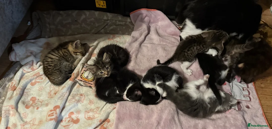Mixed Breed cats for sale: Beautiful kittens ready for forever home - Advert 1