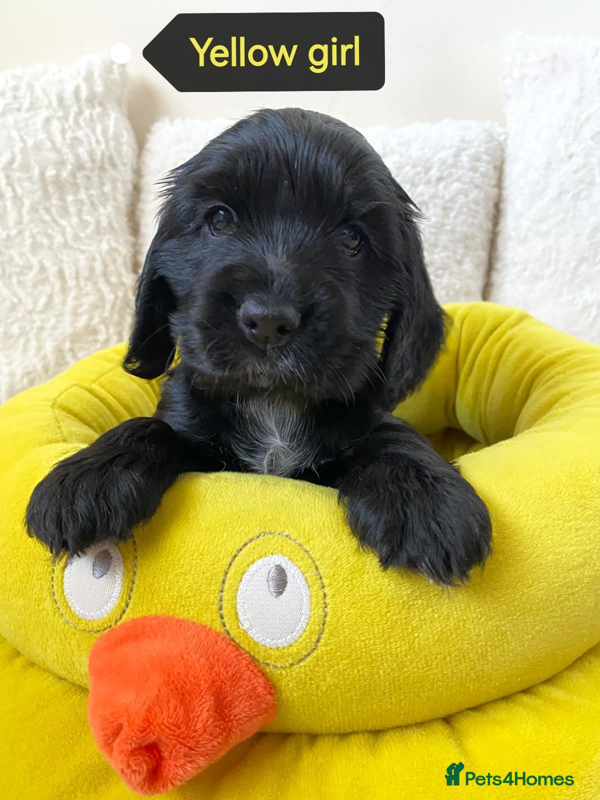 Cocker Spaniel dogs ☀️ DNA tested show type cocker spaniels puppies ☀️ - Advert 1