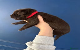 Mixed Breed dogs for sale: Chocolate Shepradors - Image 11