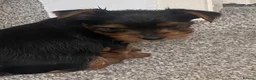 Yorkshire Terrier dogs for sale: 3 female Yorkies.Dad KC registered,Mum pedigree - Advert 11