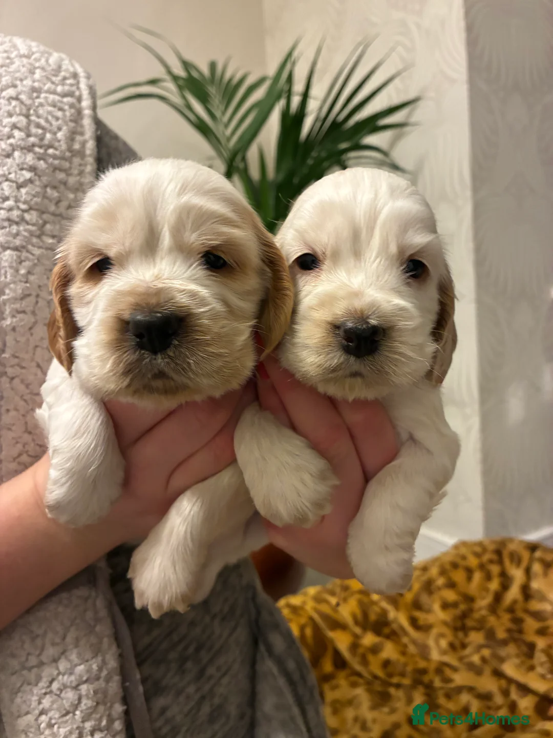 Cocker Spaniel dogs for sale: Show cocker spaniel puppies  - Advert 7