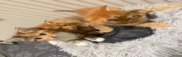 Mixed Breed cats for sale: 3 GORGEOUS KITTENS - Advert 3