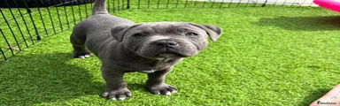 Staffordshire Bull Terrier Puppy 2