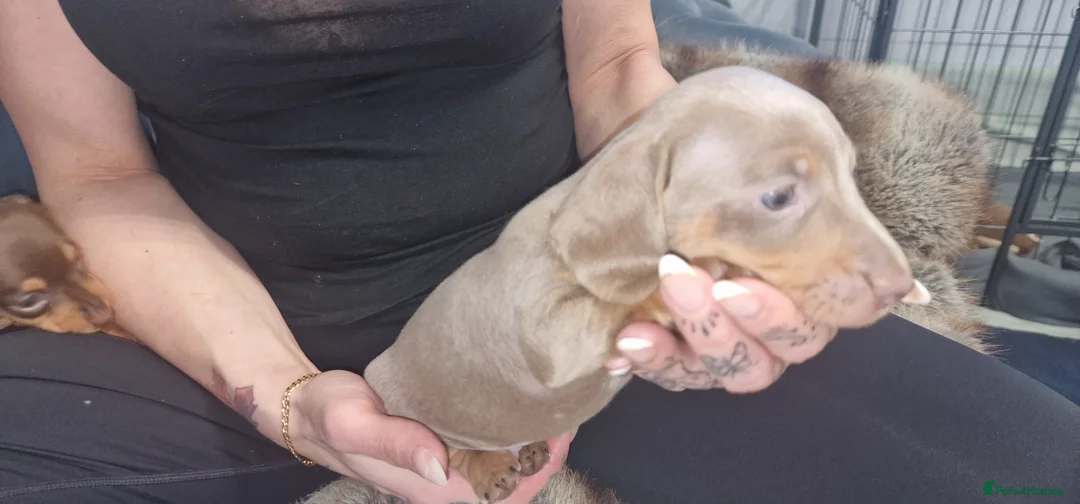 Dachshund dogs for sale: Miniature dachshund puppies ONLY 1 LEFT. - Advert 26