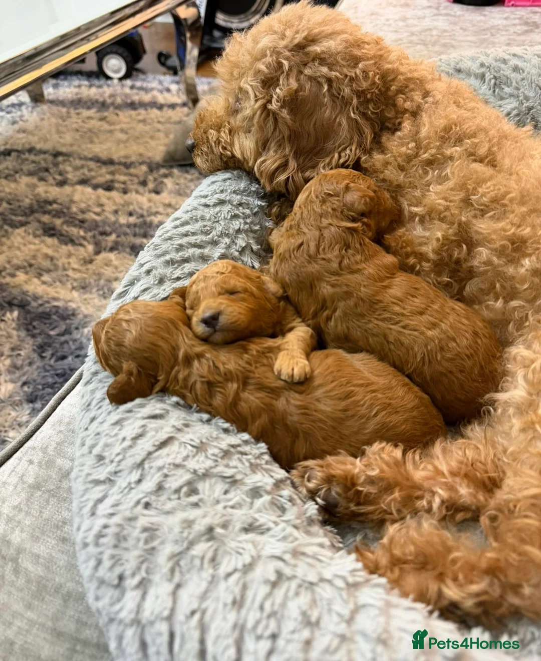 Toy Poodle dogs for sale: Toy poodles  in Dungannon - Advert 7