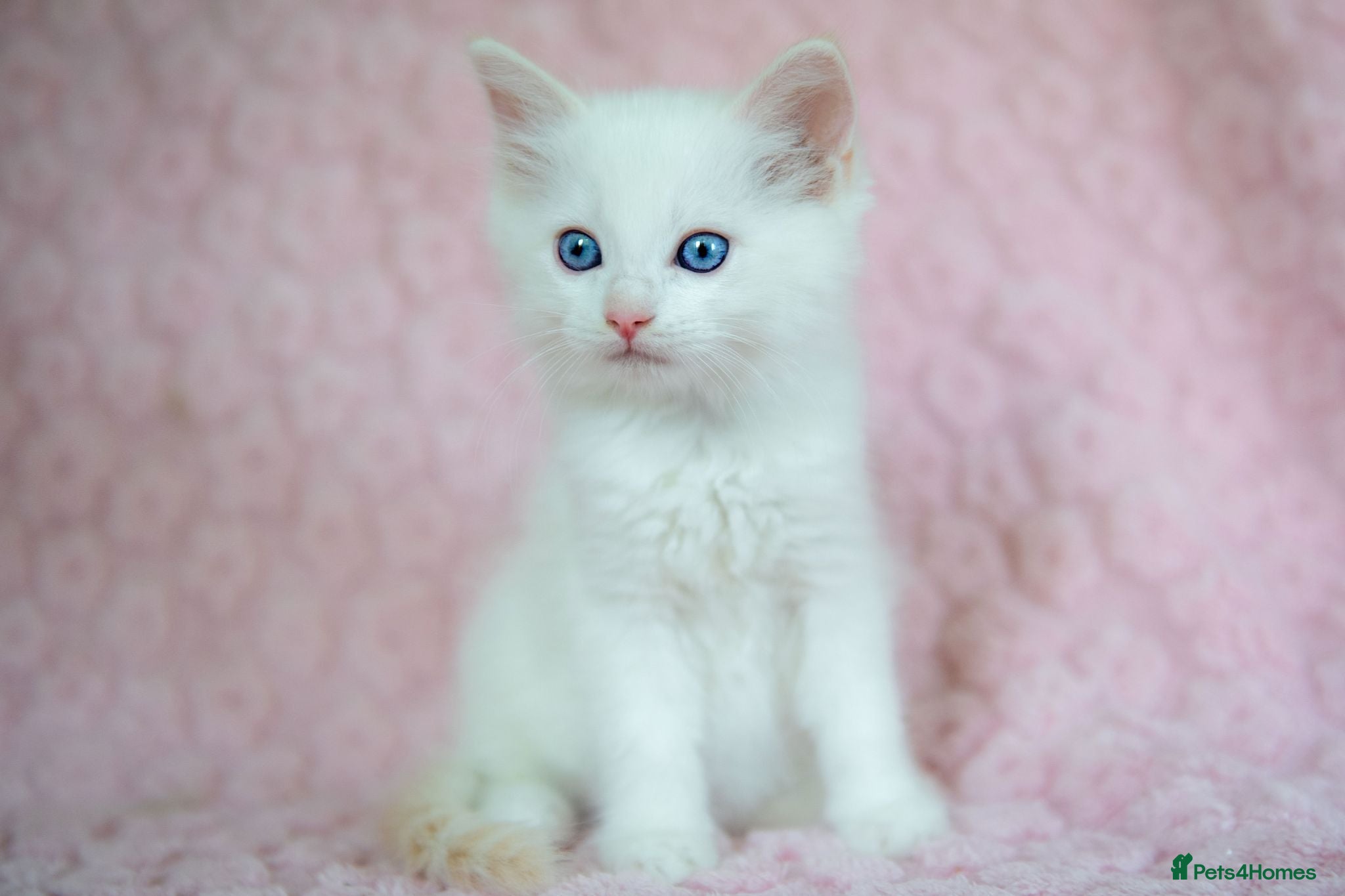 Ragdoll cats Stunning Ragdolls Reserve Now. - Advert 2