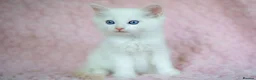 Ragdoll cats for sale: Stunning Ragdolls Reserve Now. - Advert 6