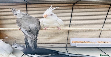 Cockatiels birds - Advert 15