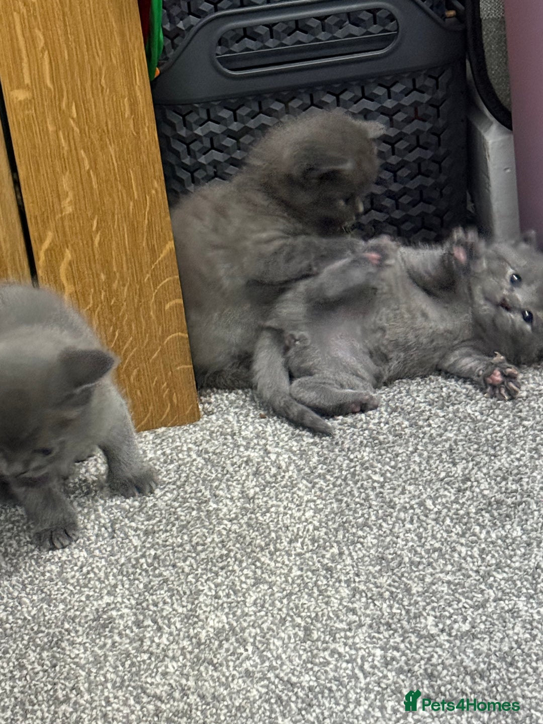 Ragdoll cats for sale: Ragdoll x main coon x British shorthair mix  - Image 34