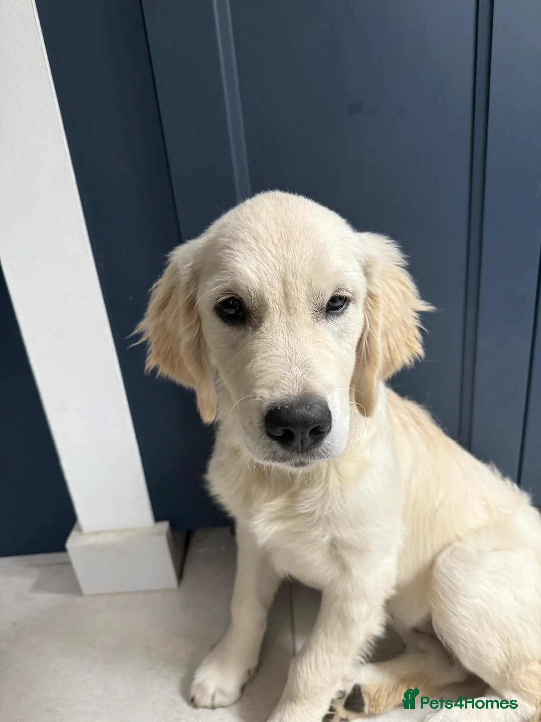 Golden Retriever dogs for sale: KC registered golden retriever - maggie 9 months - Advert 7