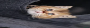 Bsh By11-Rare CHOCOLATE golden shaded