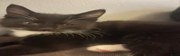 Mixed Breed cats for sale: Tuxedo kittens  - Advert 6