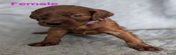Irish Setter dogs for sale: Irish setter Puppies - Advert 8