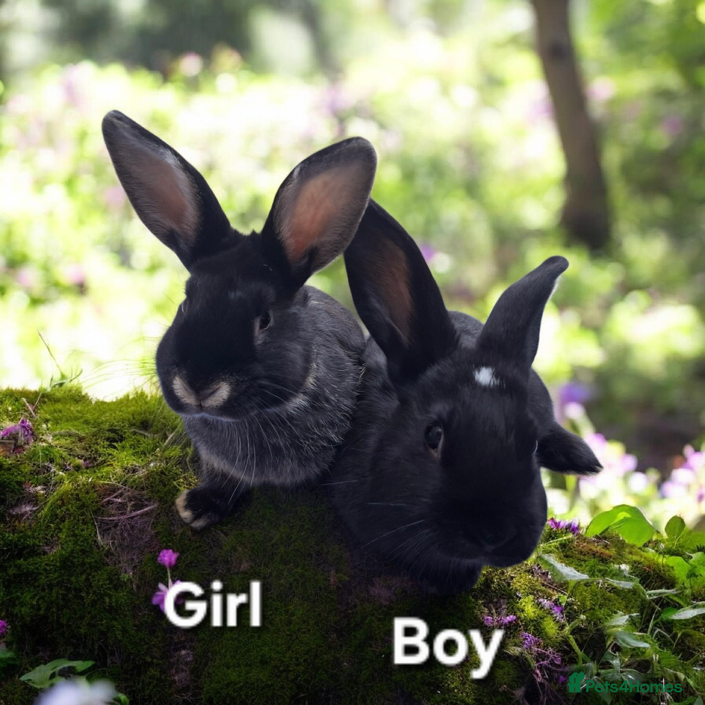 Mixed Breed rabbits Baby rabbits for sale - Advert 18