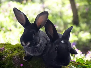Mixed Breed rabbits Baby rabbits for sale - Advert 18