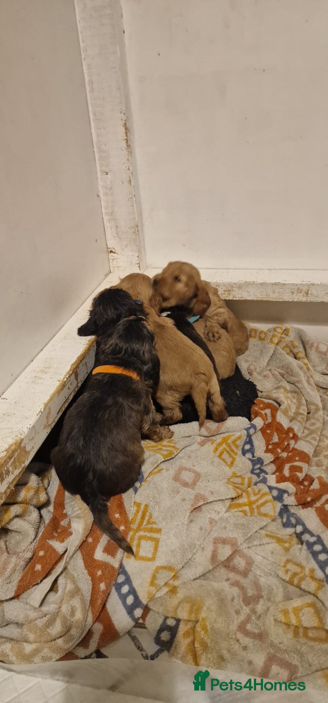 Cocker Spaniel dogs for sale: Princess cockers for sale  - Advert 2
