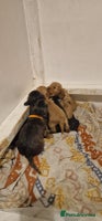 Cocker Spaniel dogs Princess cockers for sale - Advert 1