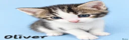 Mixed Breed cats for sale: 2 male kittens  - Advert 8