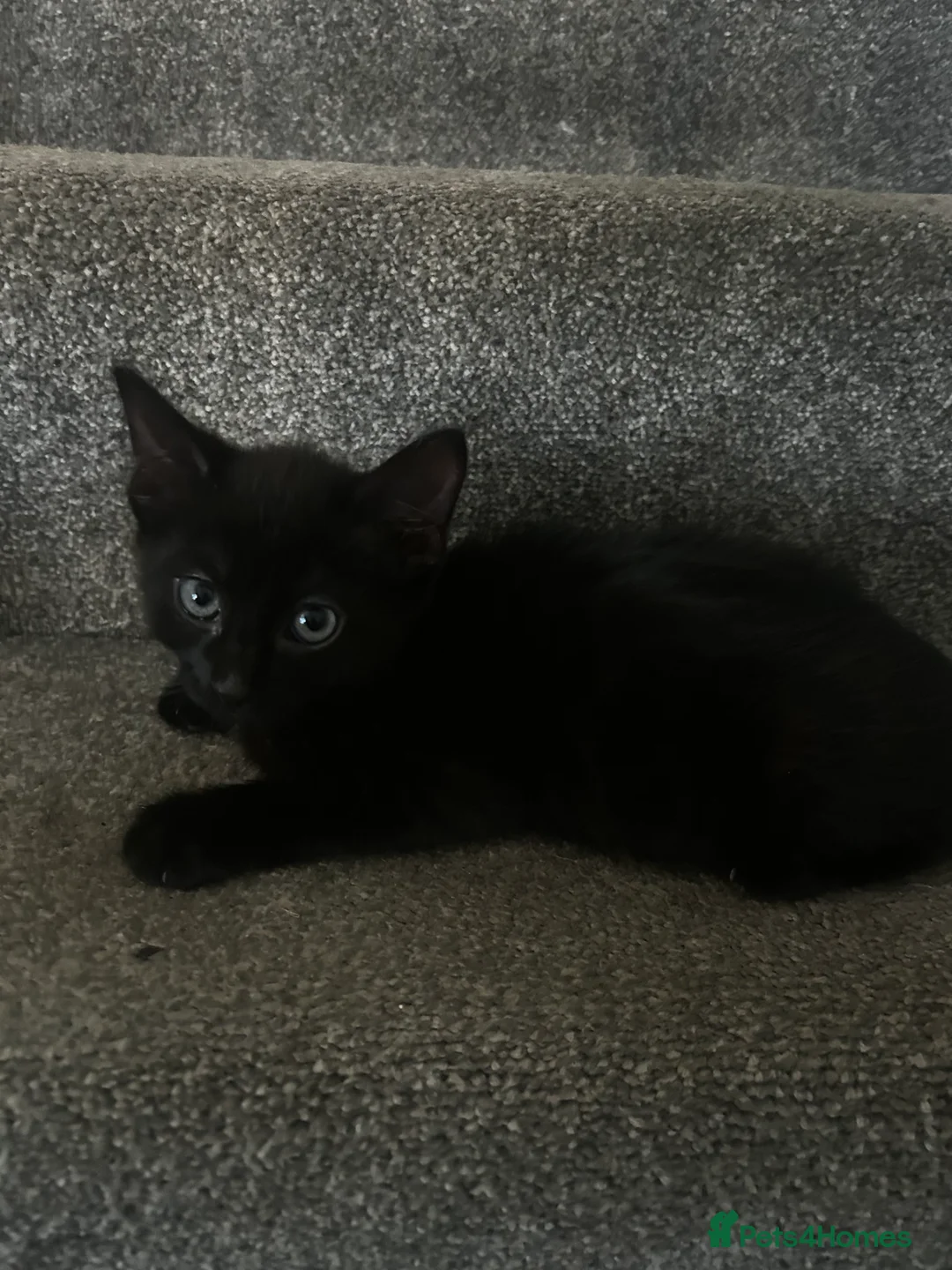 Mixed Breed cats for sale: Kittens - Advert 4
