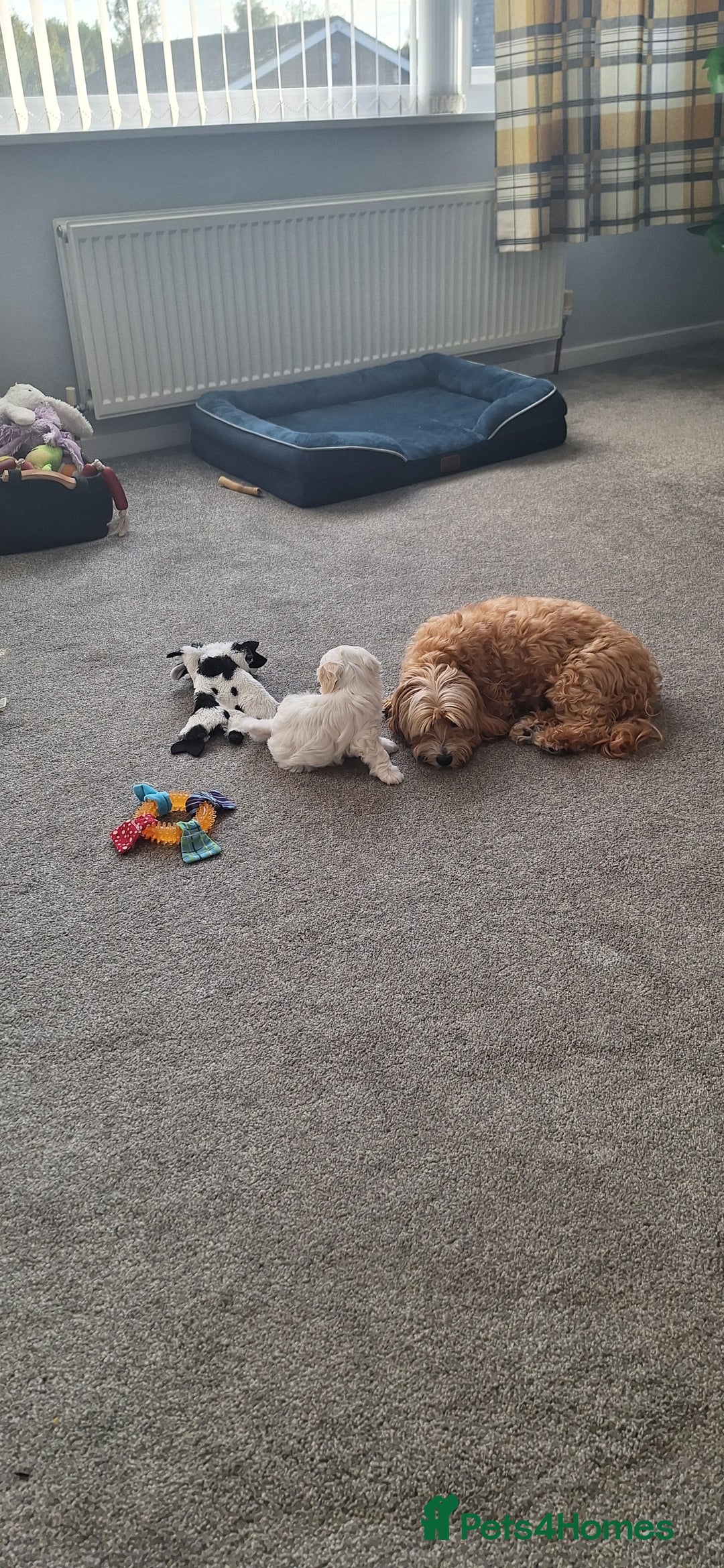 Maltipoo dogs for sale: Maltipoo puppy  - Image 4