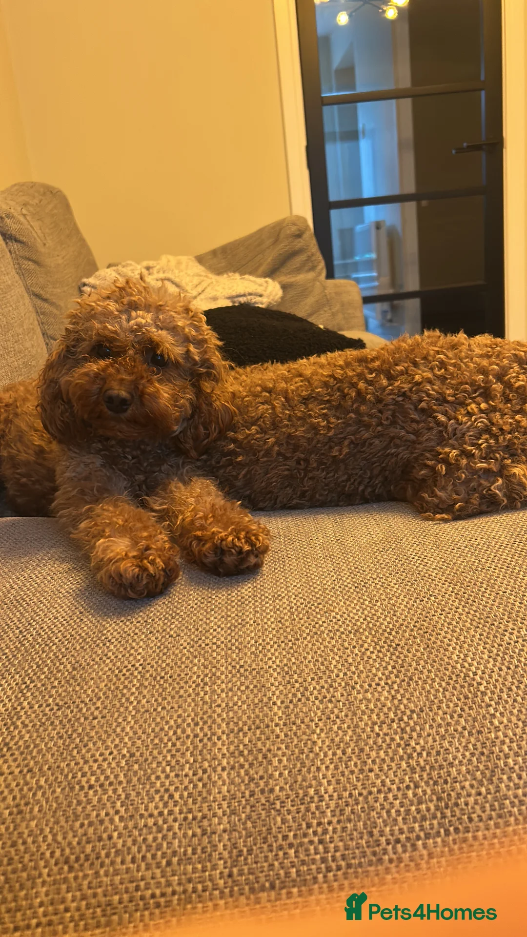 Cockapoo dogs for sale: Red f2b Cockapoo Pups  - Advert 2