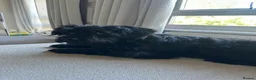 Mixed Breed dogs for adoption: 🐾 Meet Ben 🐾 - Advert 4