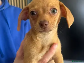 Chiweenie dogs Beautiful Chiweenie F1 Pedigree Registered Puppies - Advert 5