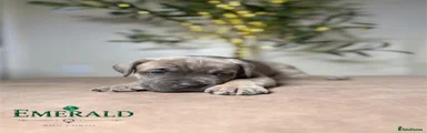 Cane Corso 3