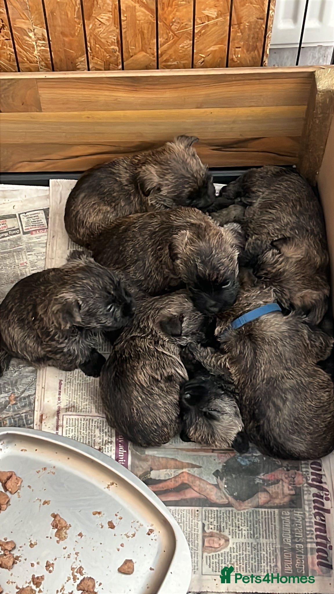 Cairn Terrier dogs KC Registered cairn terrier - Advert 3
