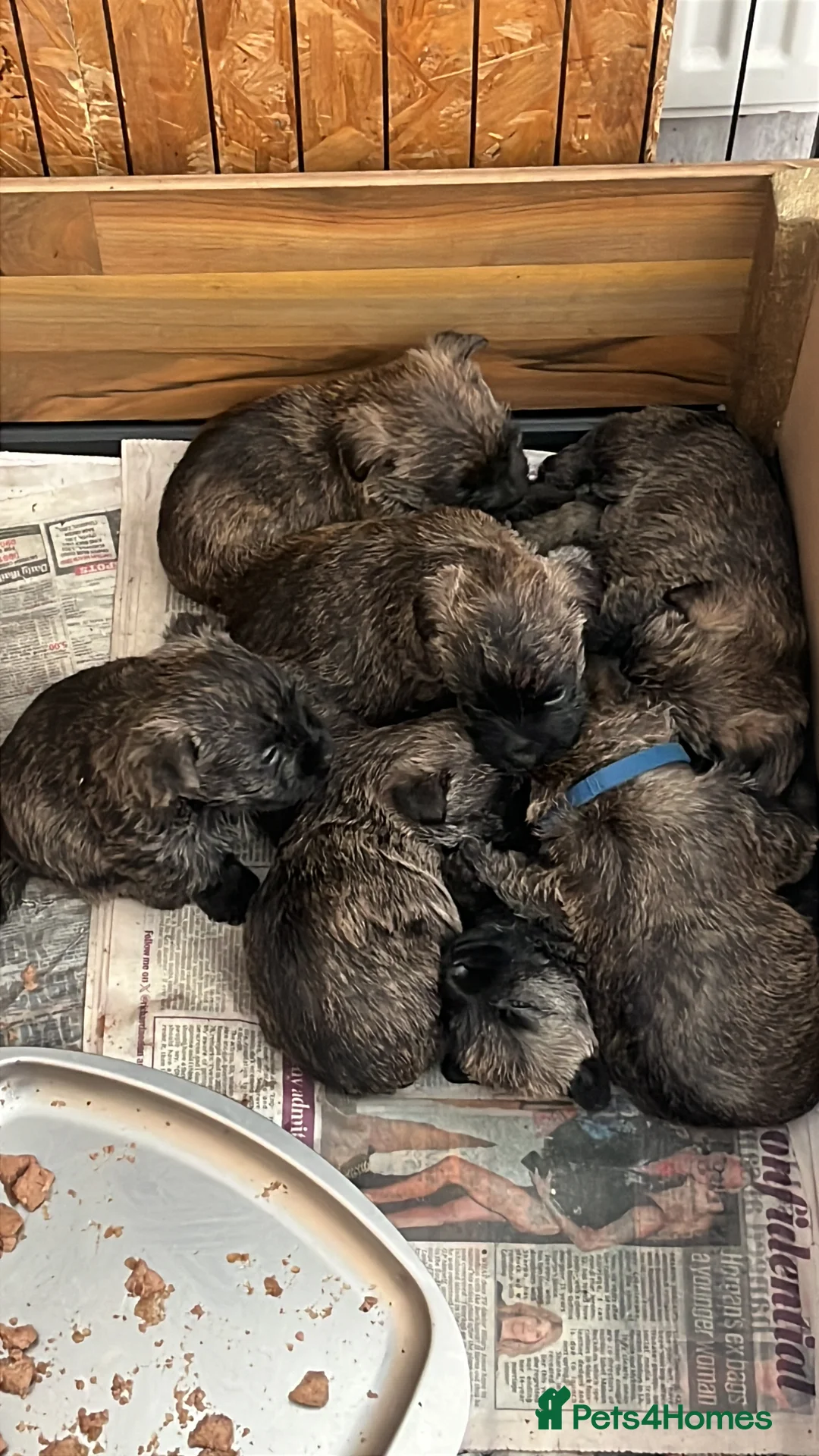 Cairn Terrier dogs for sale: KC Registered cairn terrier in Bradford - Advert 1