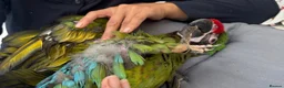 Macaws birds for sale: Silly Tame Male Military Macaw - Advert 3