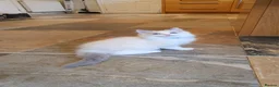 Ragdoll cats for sale: 💖Very Beautiful GCCF Registered Ragdoll Kittens. - Advert 33