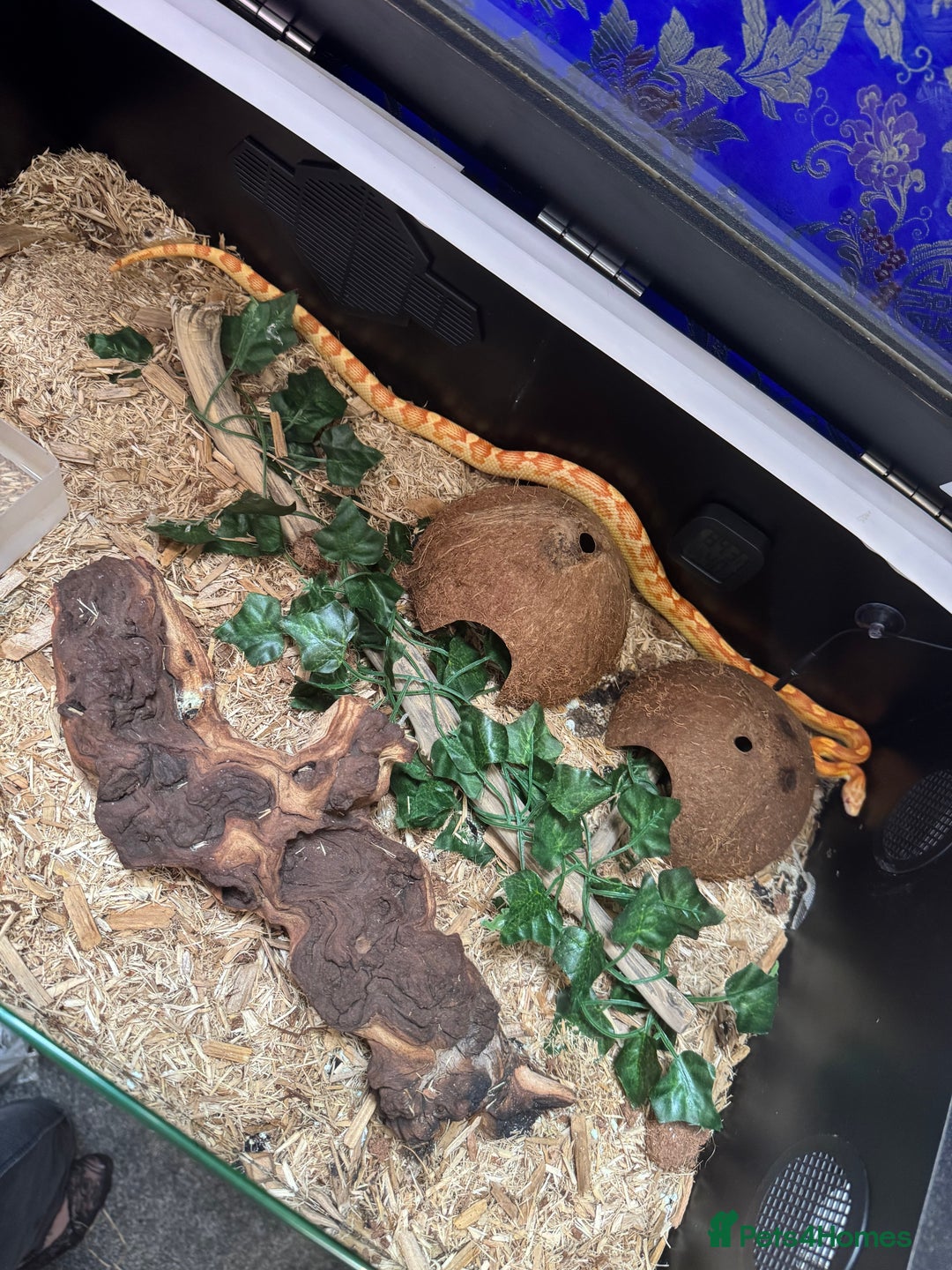 Corn Snake reptiles for sale: Albino Corn Snake 1 year old unsexed  - Image 6