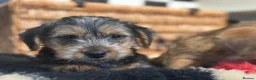 Mixed Breed dogs for sale: Stunning NORJACK pups ready now  - Advert 24