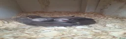 Ferret rodents for sale: silver x polecat kits  in Ulverston - Advert 8