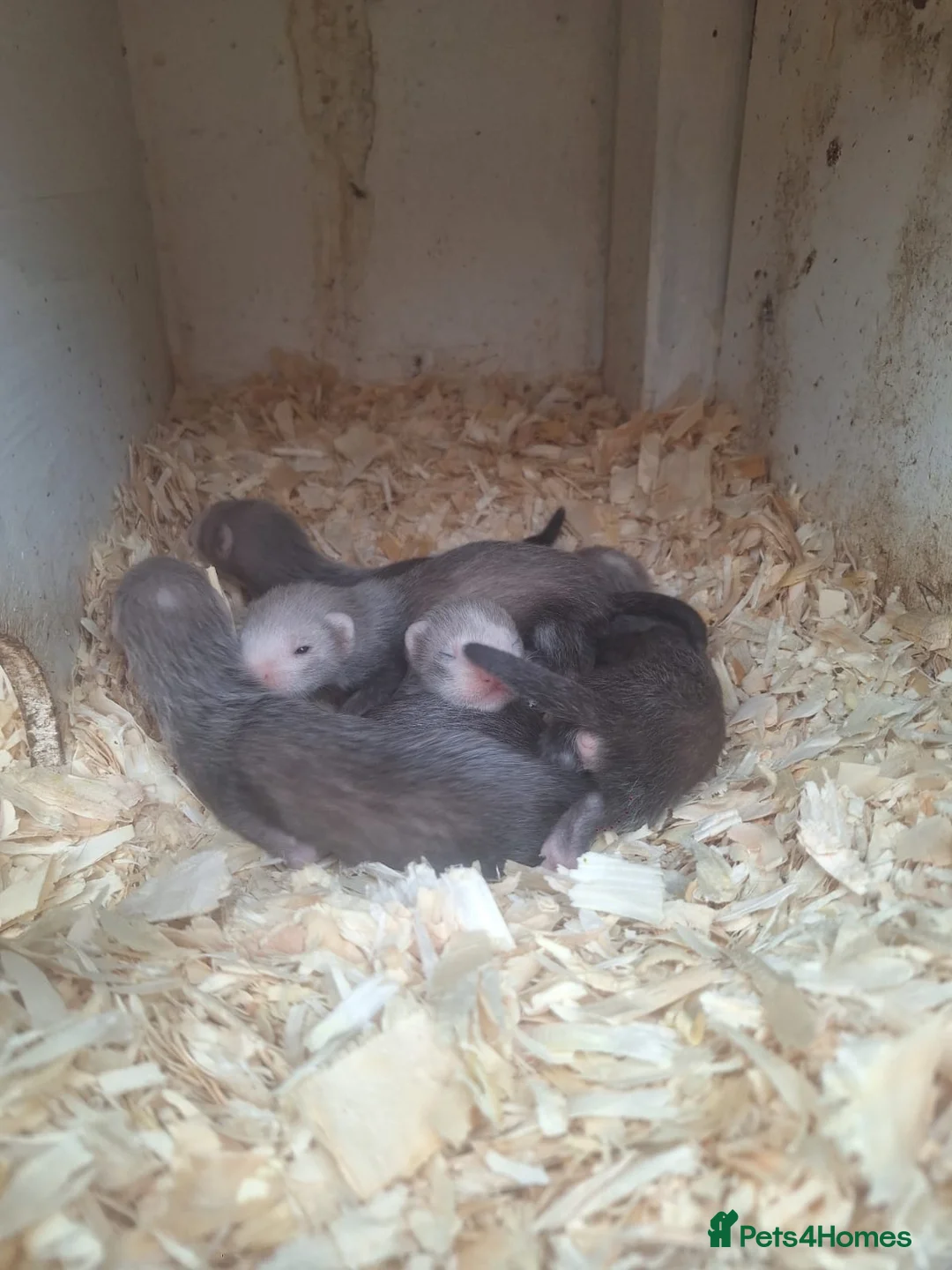 Ferret rodents for sale: silver x polecat kits  in Ulverston - Advert 8