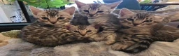 Bengal cats for sale: Beautiful Silver Bengal Kittens Ready soon in Southampton - Advert 10