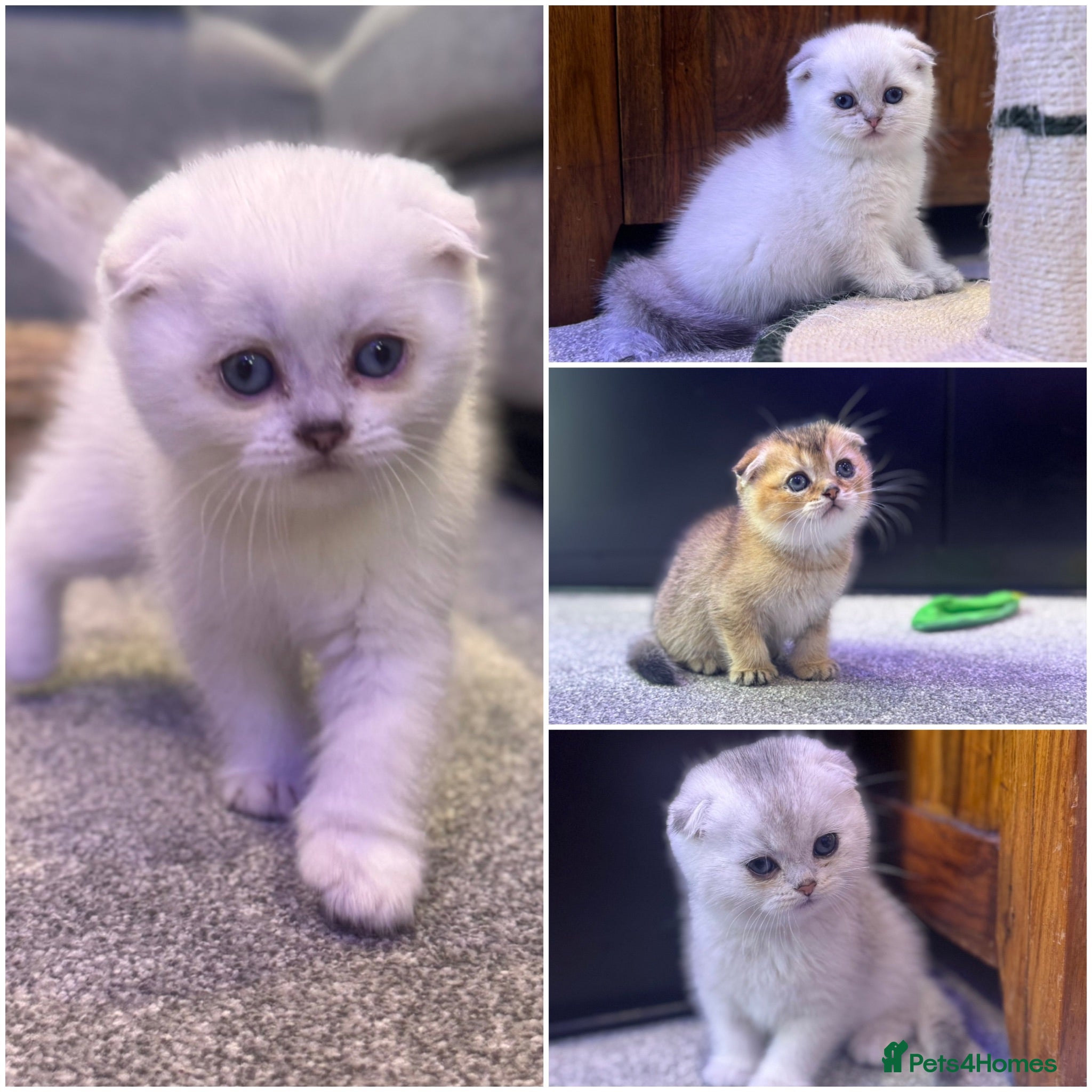 Scottish Fold cats Scottish fold - Chinchilla & Blue Point - Advert 11