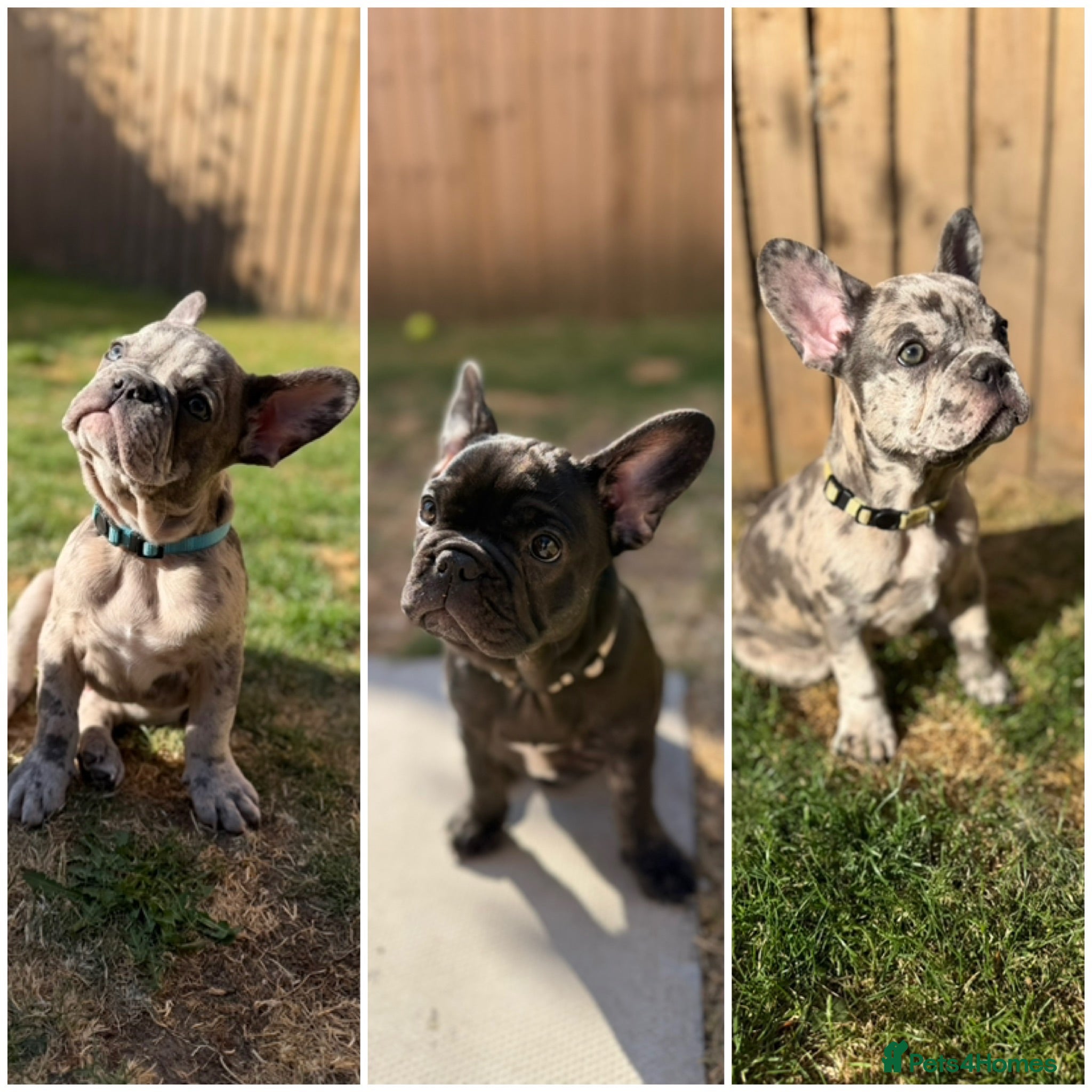 French Bulldog dogs KC & DWKC Registered French Bulldog Puppies - Advert 13