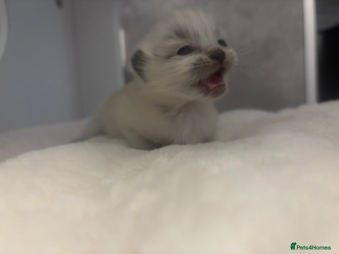 Ragdoll cats for sale: One gorgeous Ragdoll kitten available  - Image 2