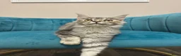 Maine Coon cats for sale: TICA Pedigree Registered Maine Coon Kittens - Advert 7