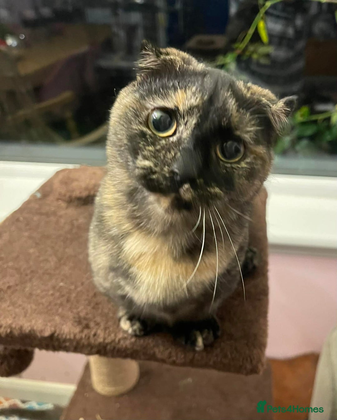 Munchkin cats for sale: Munchkin x Scottish Fold - Advert 21