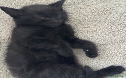 Domestic Shorthair cats for sale: Kittens  - Image 12