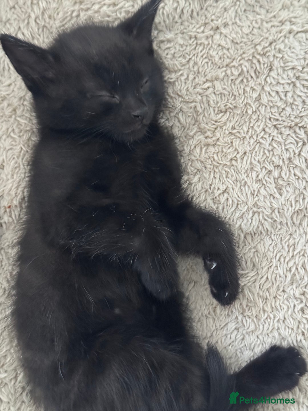 Domestic Shorthair cats for sale: Kittens  - Image 12