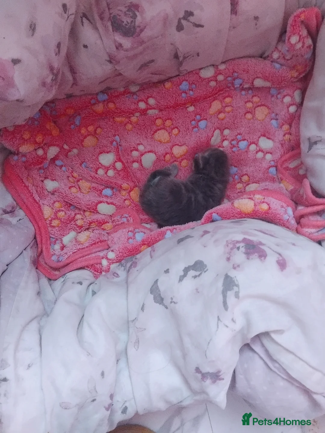 Mixed Breed cats for sale: Chinchilla ragdoll pedigree  - Advert 6
